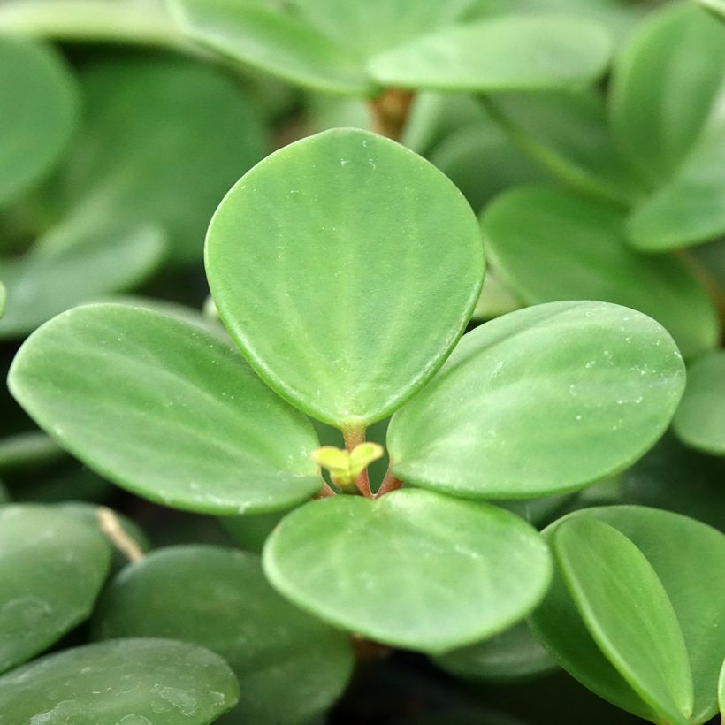 Peperomia Hope (Foliage)