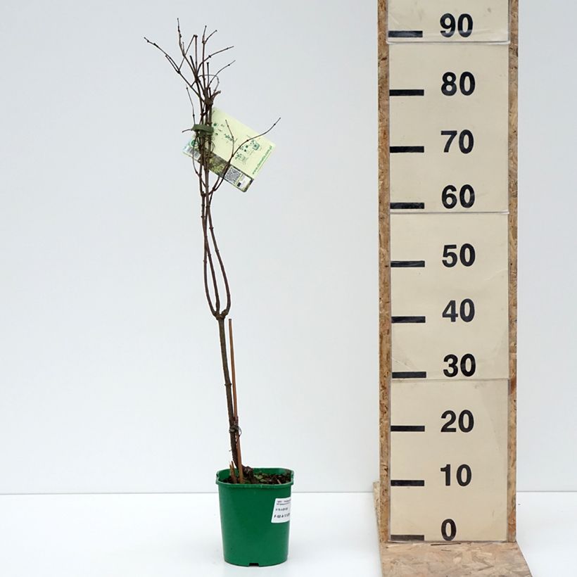 Example of Periploca graeca - Périploque de Grèce Pot de 2L/3L as you get in hiver