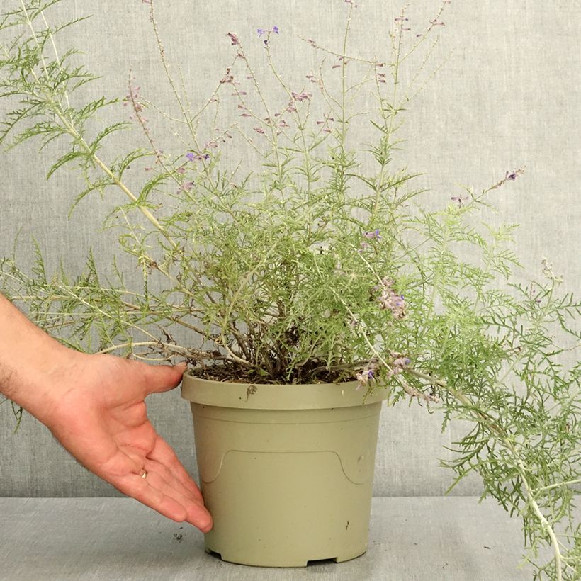 Example of Perovskia atriplicifolia Feathery Blue - Sauge d'Afghanistan Pot de 3L/4L as you get in ete