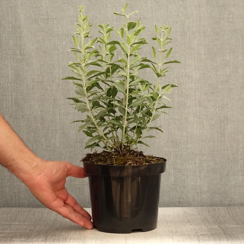 Example of Perovskia Silvery Blue - Sauge d'Afghanistan Pot de 1,5L/2L as you get in ete