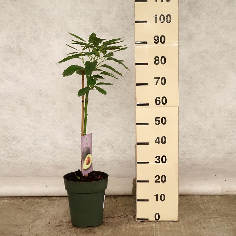 Example of Persea americana Hass - Avocatier Pot de 6L/7L as you get in ete