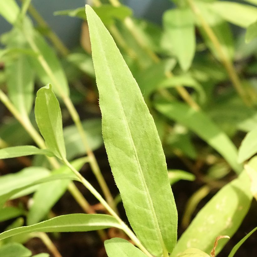 Persicaria amphibia - Renouée amphibie (Foliage)