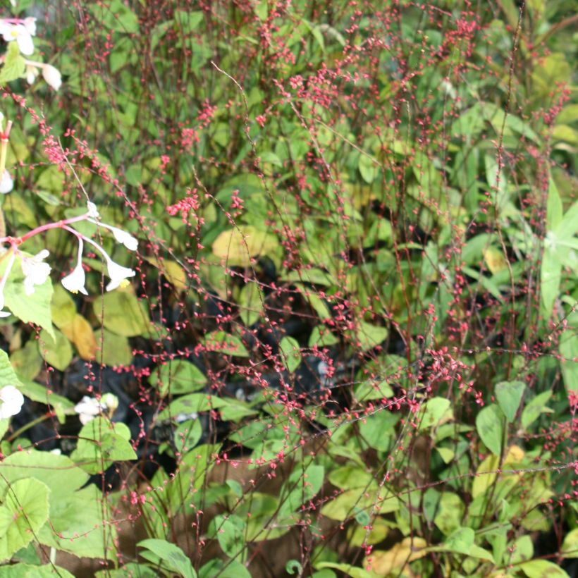 Renouée - Persicaria filiformis (Flowering)