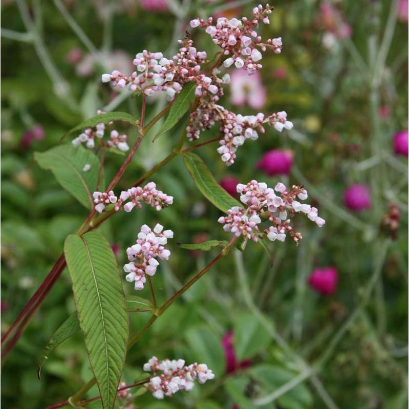 Renouée - Persicaria campanulata (Flowering)