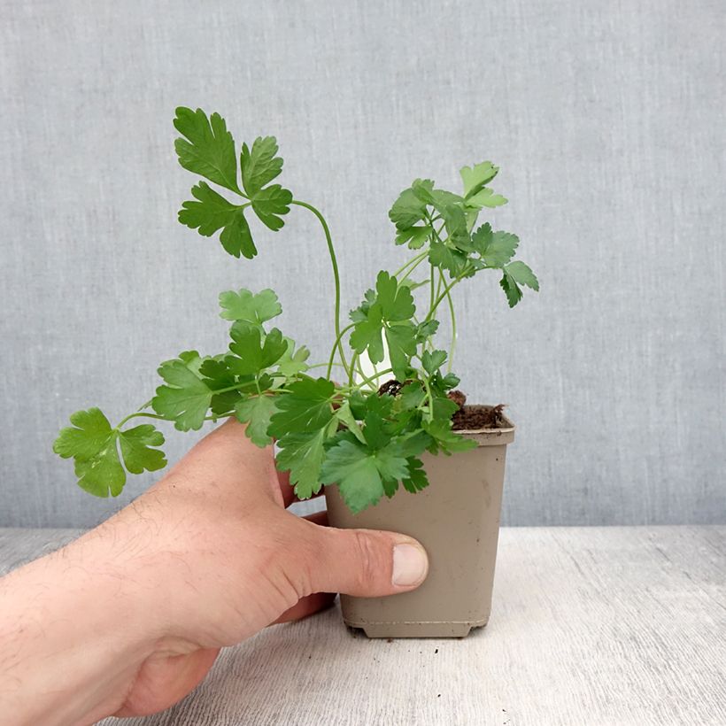 Example of Persil Géant d'Italie en plants Godet de 8/9 cm as you get in printemps