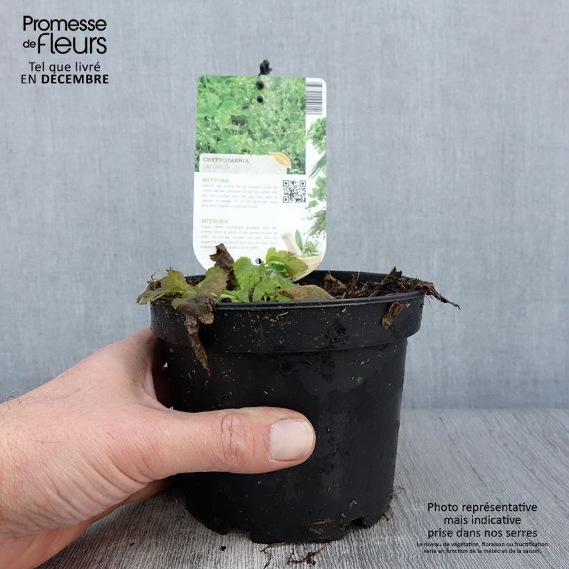 Example of Persil japonais - Cryptotaenia japonica Pot de 1,5L/2L as you get in automne