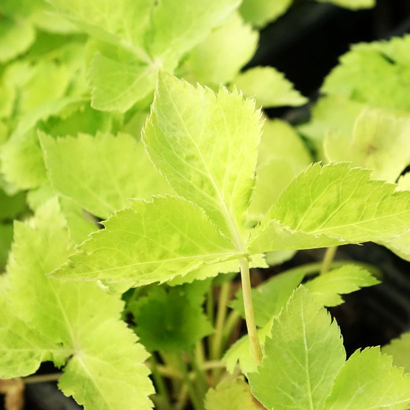 Persil japonais Mitsuba BIO (Foliage)