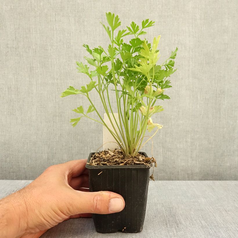 Example of Persil plat - Petroselinum crispum var. neapolitanum Godet de 8/9 cm as you get in ete