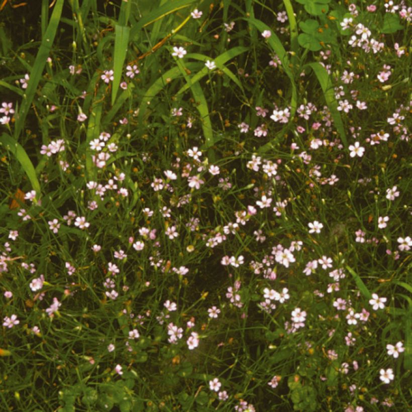 Oeillet des rochers - Petrorhagia saxifraga (Flowering)