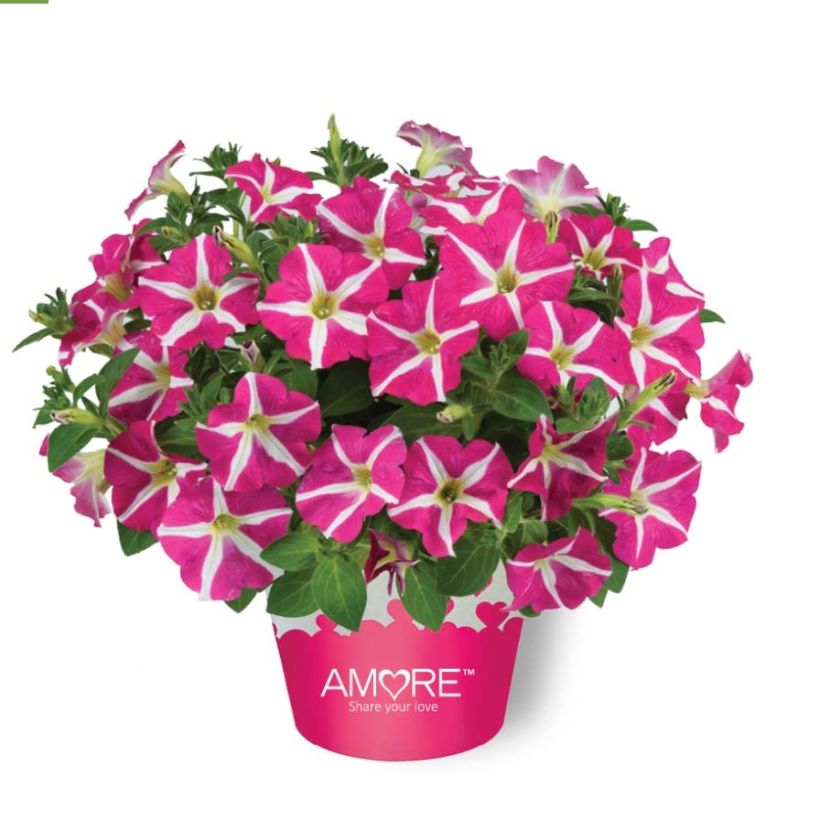 Pétunia Amore Pink Hearts (Plant habit)