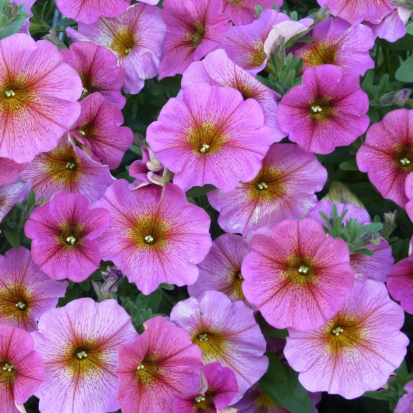 Pétunia BeautiCal Sunray Pink - Petchoa hybrida (Flowering)