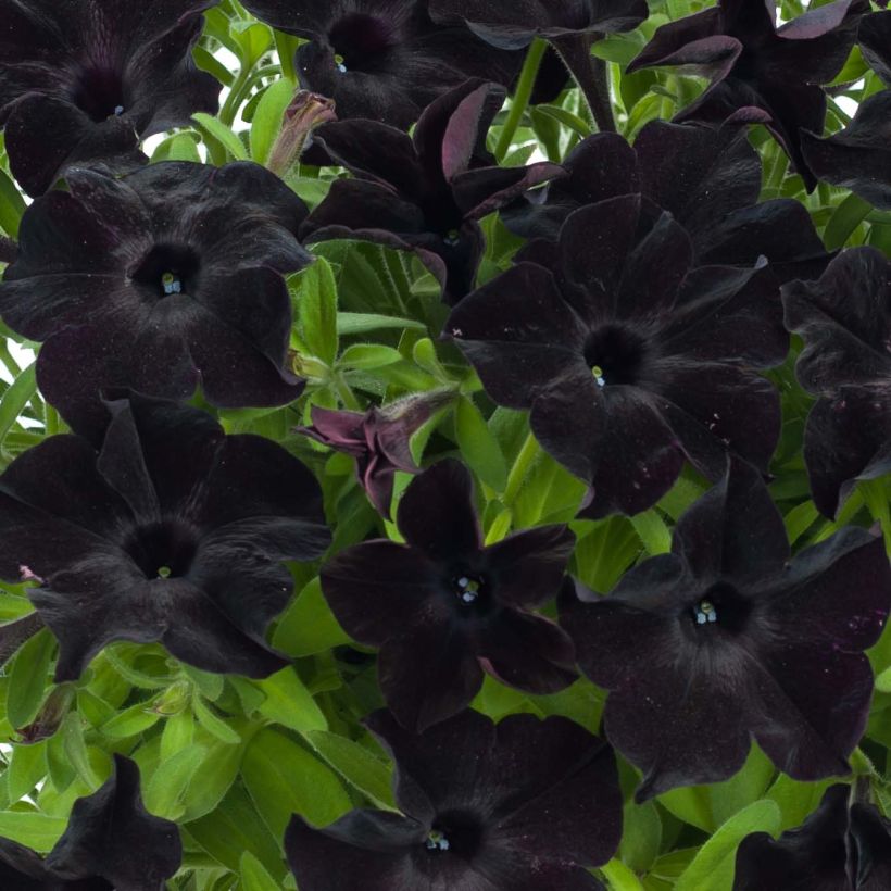 Pétunia Black Ray (Flowering)