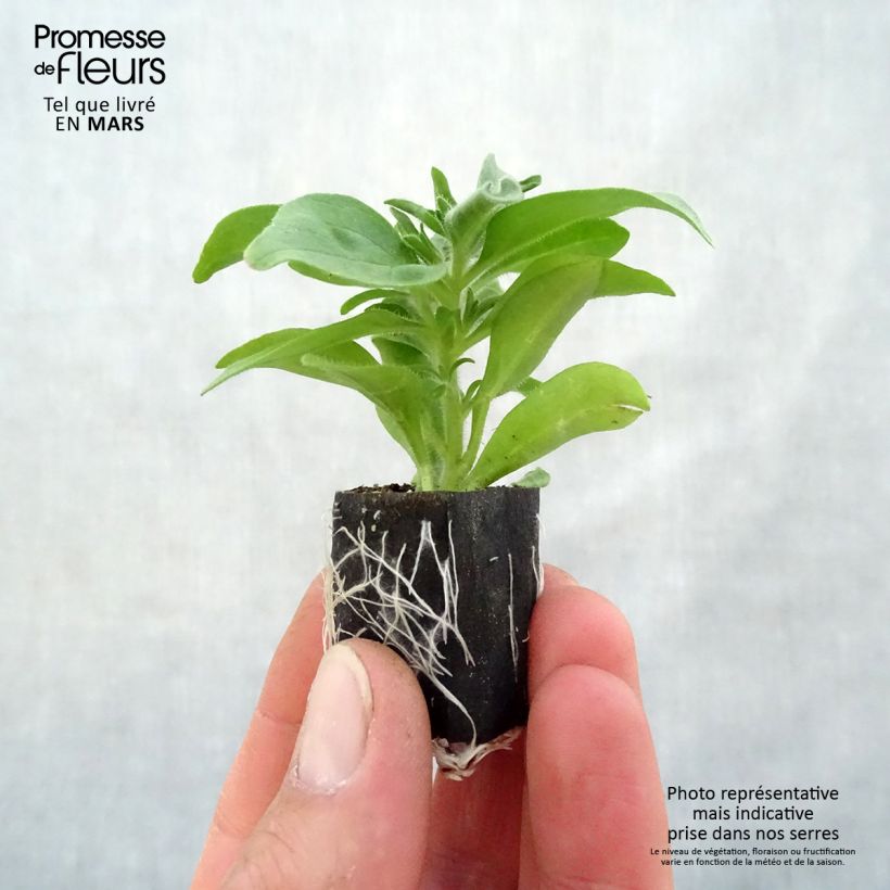 Example of Pétunia Cardinal Rim Mini-motte Ø 3/4 cm as you get in printemps