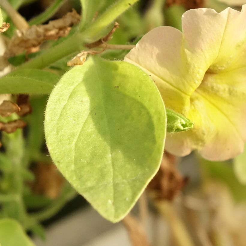 Pétunia Cascadias Indian Summer (Foliage)