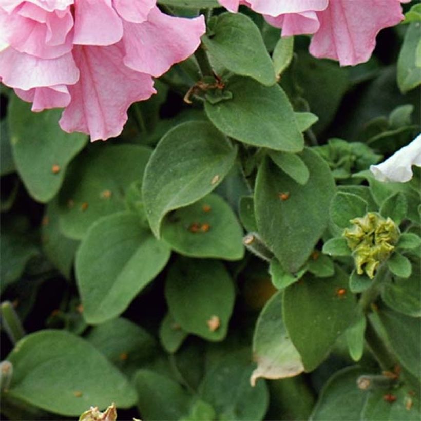 Pétunia double Cassandra Mix (Foliage)