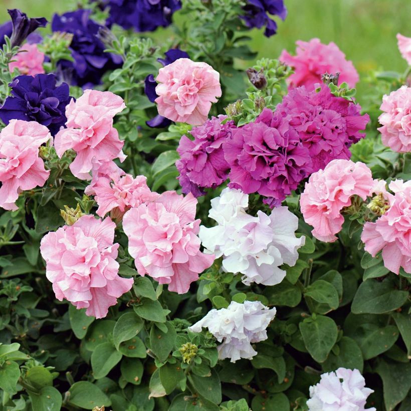 Pétunia double Cassandra Mix (Flowering)