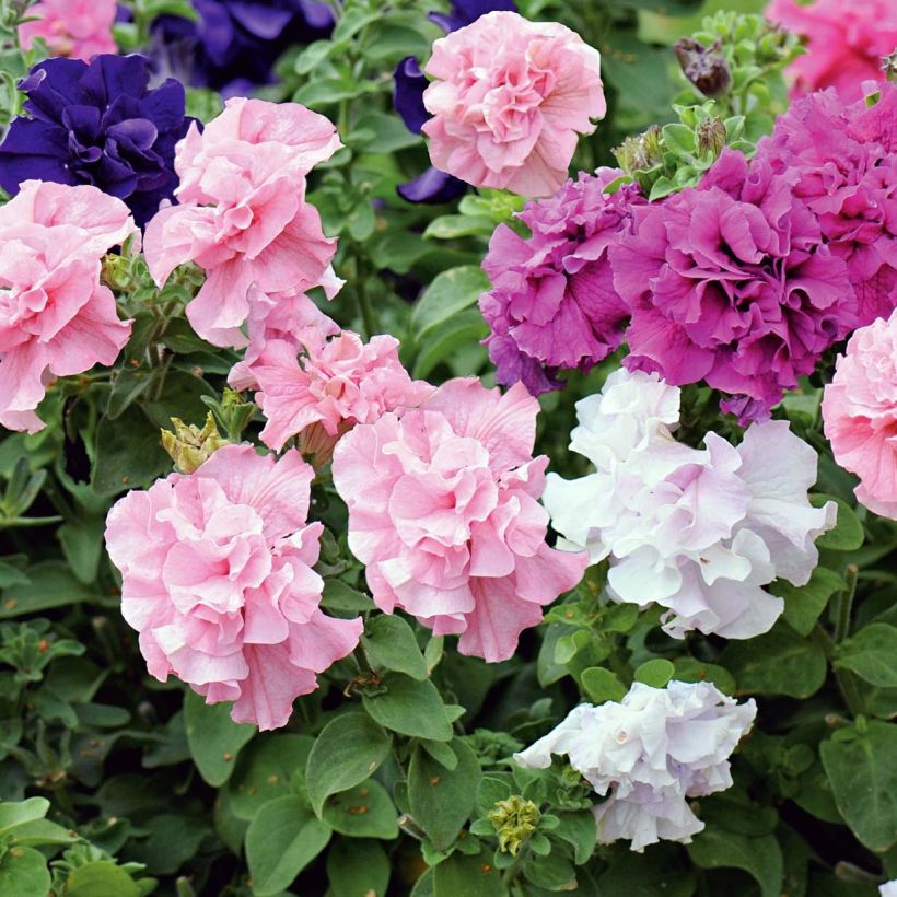 Pétunia double Cassandra Mix (Plant habit)
