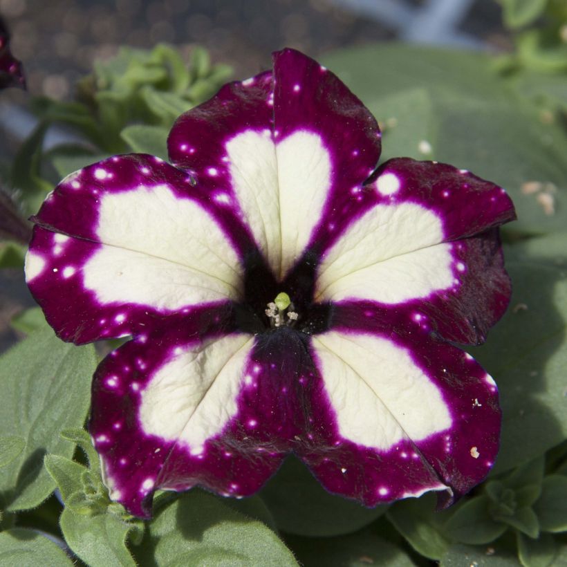 Pétunia Lightning Sky (Flowering)