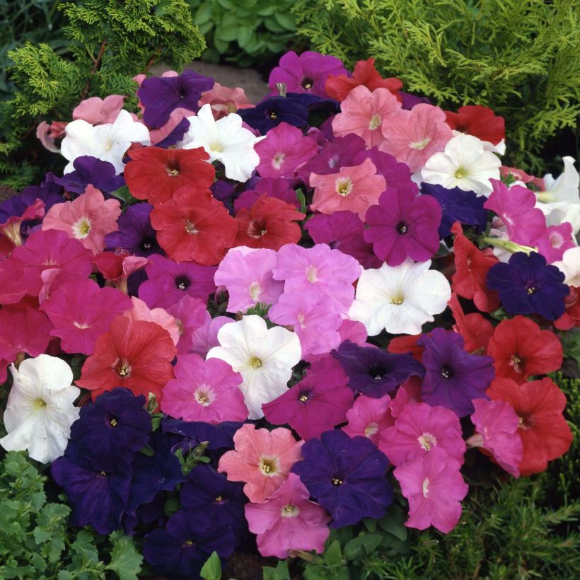 Pétunia Mambo en mélange (Flowering)