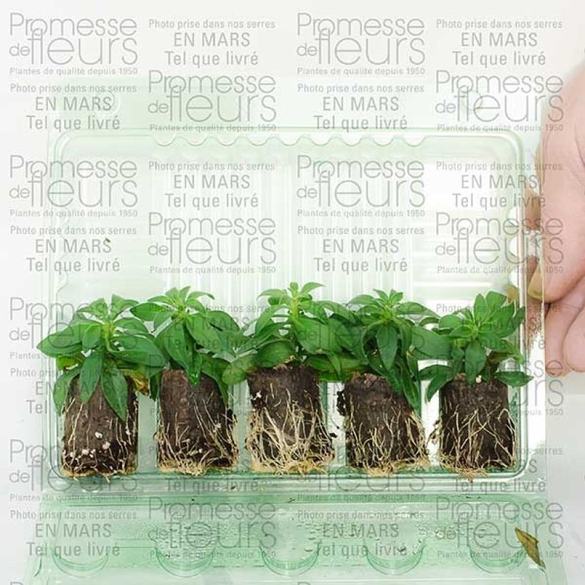 Example of Calibrachoa Million Bells Cracking fire - Mini-pétunia Mini-motte Ø 3/4 cm as you get
