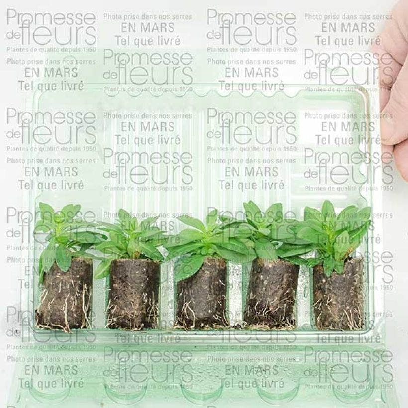 Example of Calibrachoa Million Bells Trailing Fuchsia - Mini-pétunia Mini-motte Ø 3/4 cm as you get