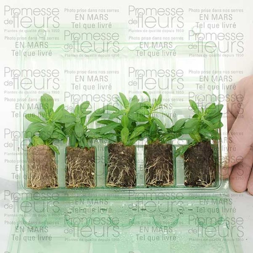Example of Calibrachoa Million Bells Trailing Ice - Mini-pétunia Mini-motte Ø 3/4 cm as you get