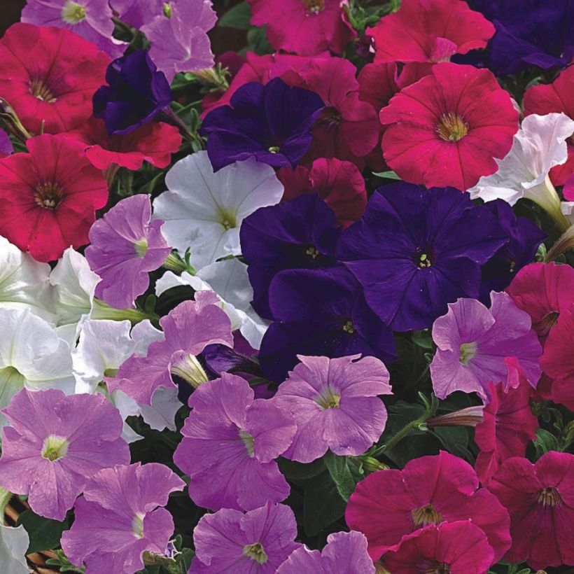 Pétunia Picobella Cascade en mélange (Flowering)
