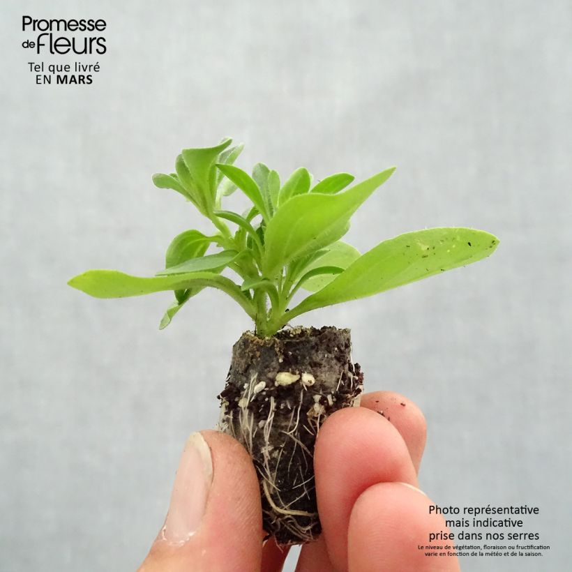 Example of Petunia Splash Dance Bolero Blue Mini-motte Ø 3/4 cm as you get in printemps