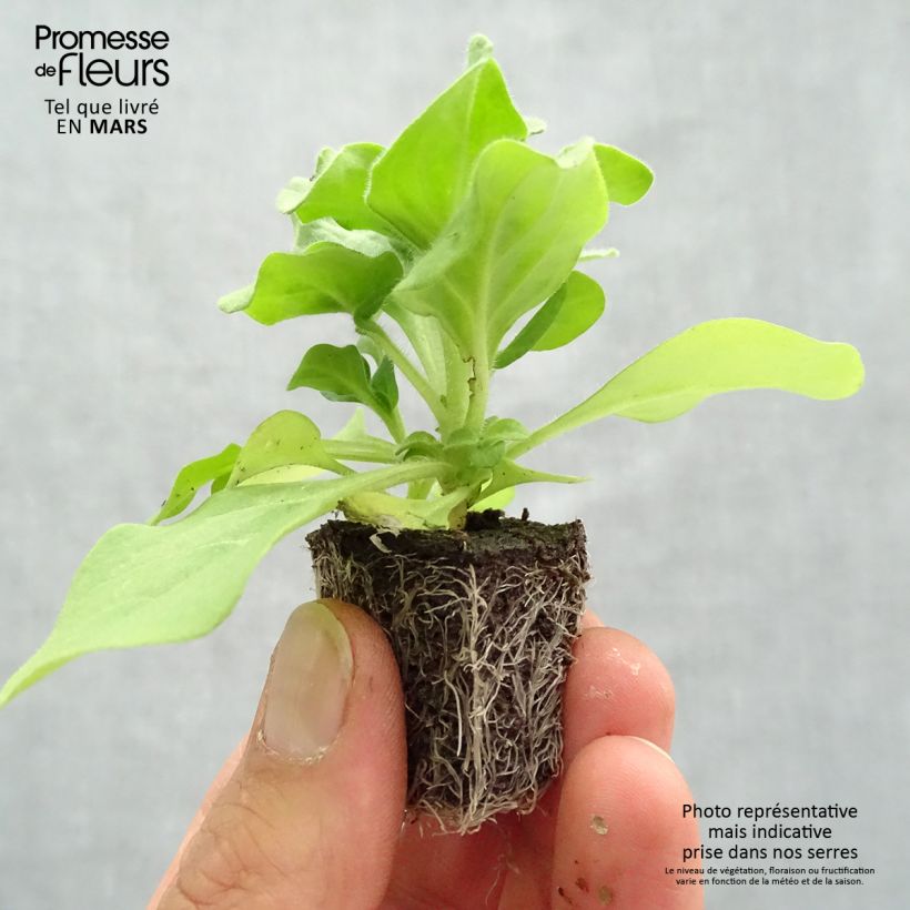 Example of Petunia Splash Dance Fuchsia Flamenco Mini-motte Ø 3/4 cm as you get in printemps