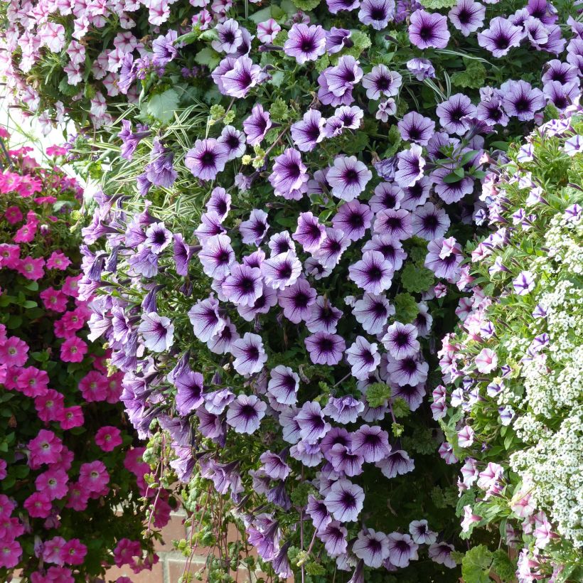 Pétunia Supertunia Bordeaux (Plant habit)