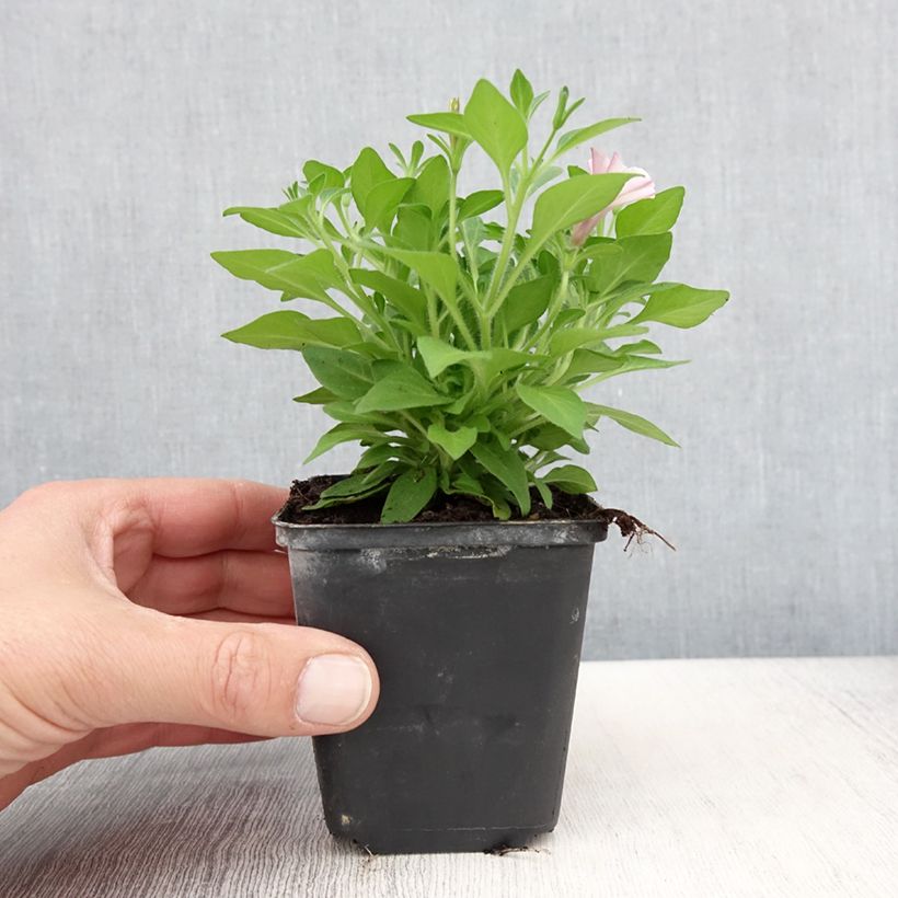 Example of Pétunia Supertunia Pink Star Godet de 8/9 cm as you get in printemps