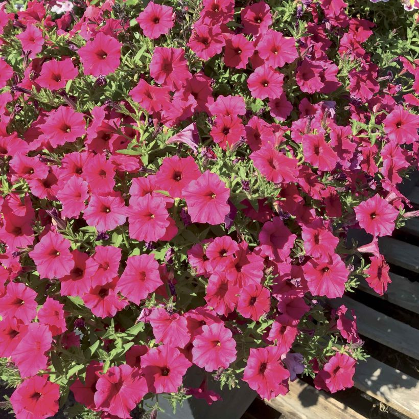Pétunia Supertunia Vista® Paradise (Flowering)