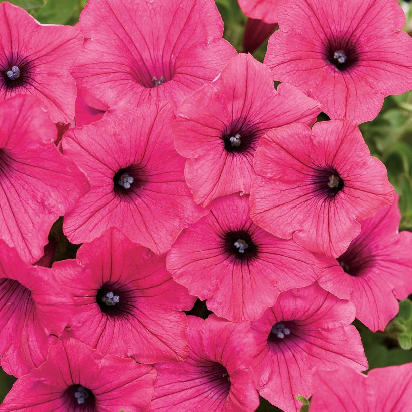 Pétunia Supertunia Vista Fuchsia (Flowering)