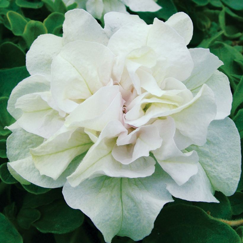 Pétunia Tumbelina Diana double blanc (Flowering)