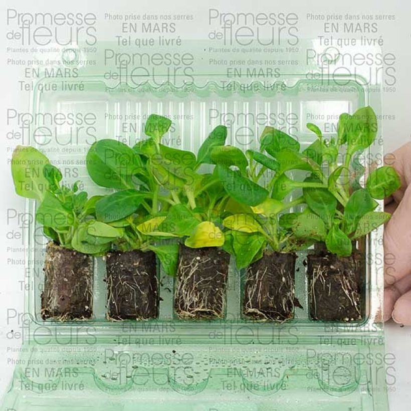 Example of Pétunia surfinia double rose pale Mini-motte Ø 3/4 cm as you get