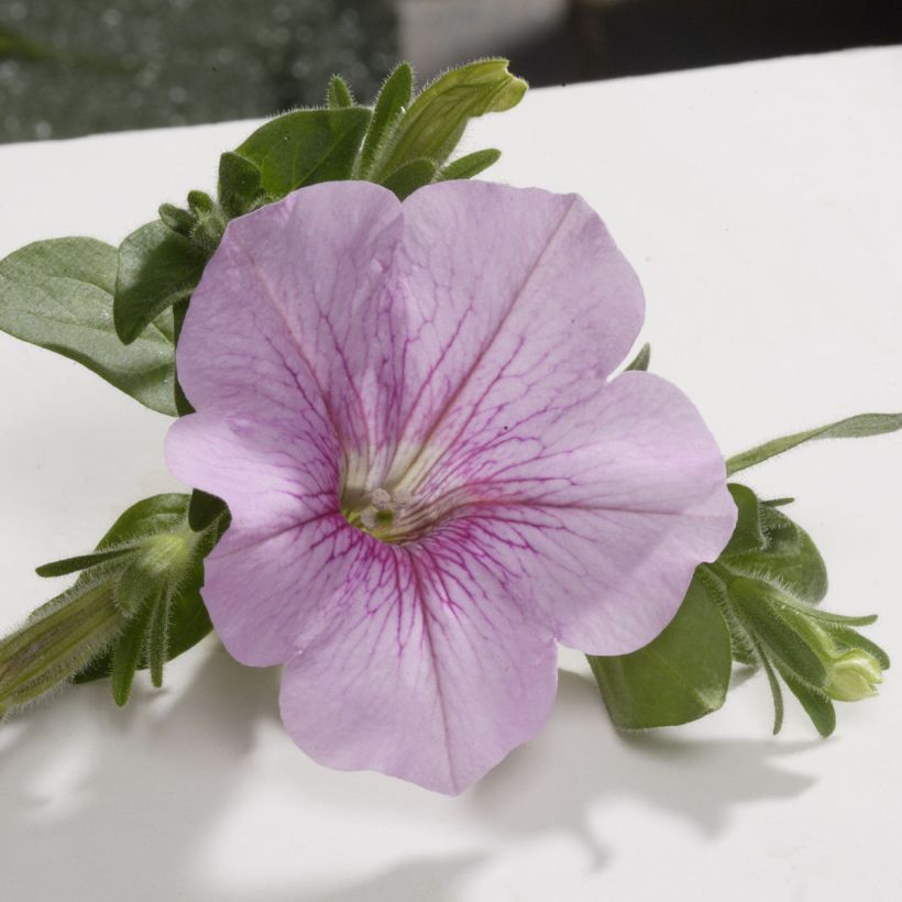Pétunia Surfinia Sweet Pink (Flowering)