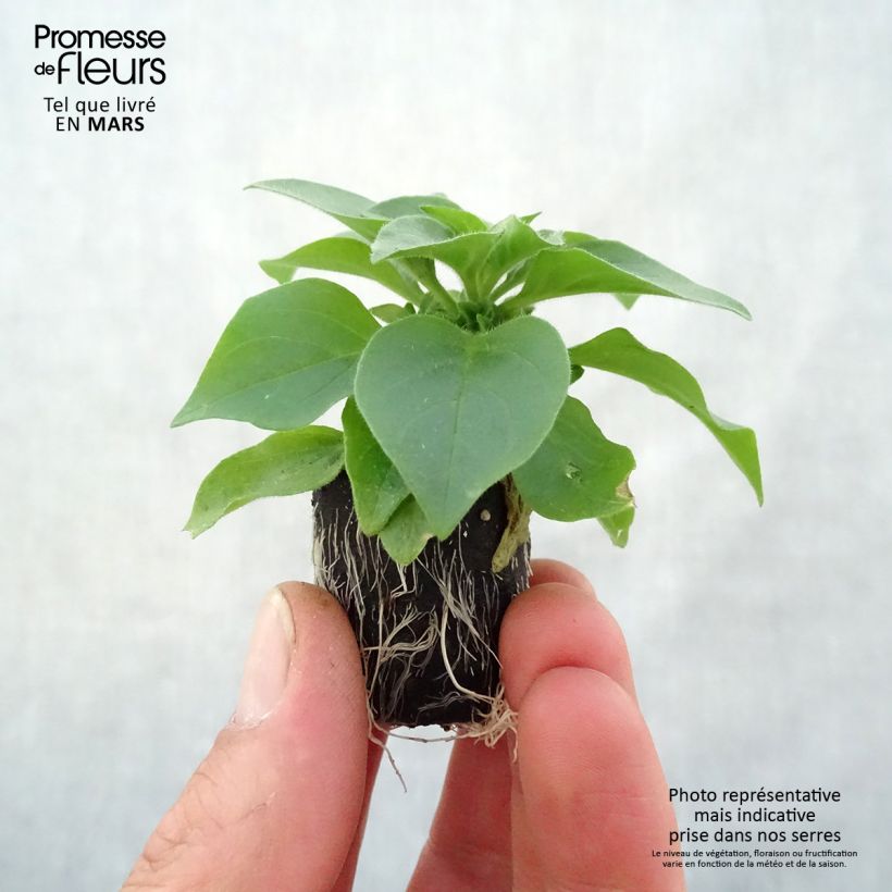 Example of Petunia Surfinia Trailing Big Pink Mini-motte Ø 3/4 cm as you get in printemps