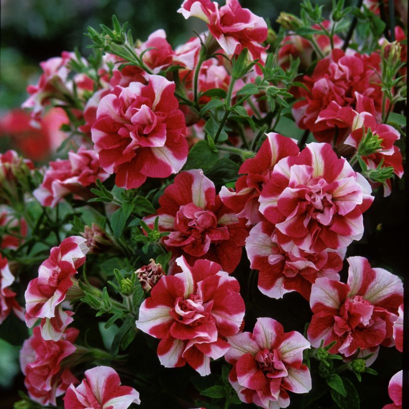 Petunia Tumbelina Cherry Ripple - Pétunia double (Flowering)