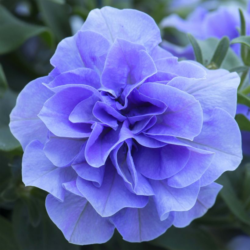 Pétunia Tumbelina Maria double bleu azur (Flowering)