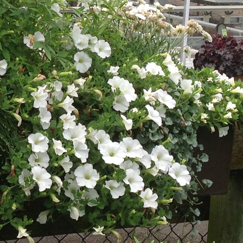 Pétunia Surfinia Snow blanc (Plant habit)