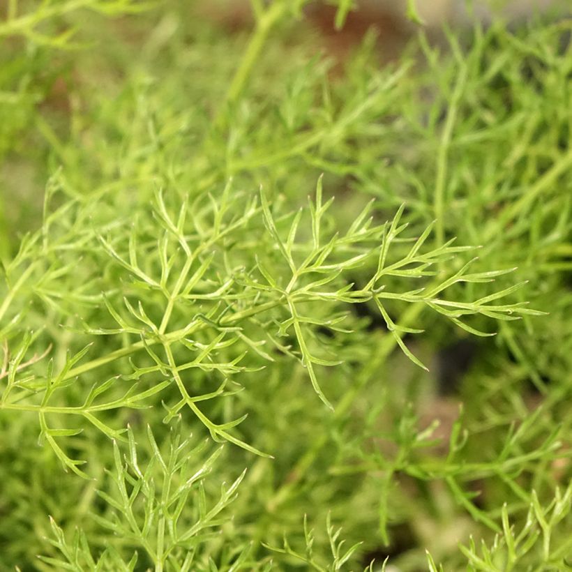 Peucedanum rablense (Foliage)