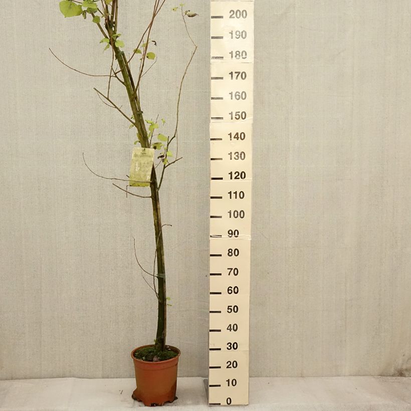 Example of Peuplier Robusta - Populus euramericana (canadensis) Pot de 7,5L/10L as you get in automne