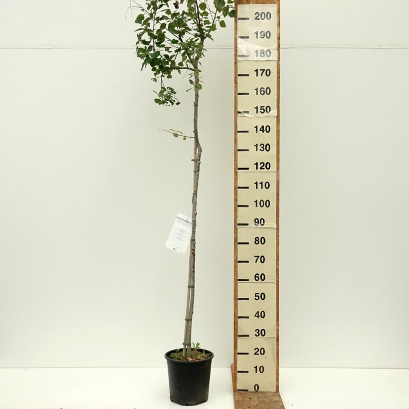 Example of Peuplier Tremble - Populus tremula Pot de 7,5L/10L as you get in ete