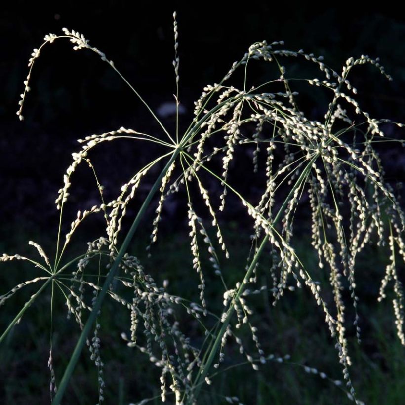 Phaenosperma globosa - Graminée (Flowering)