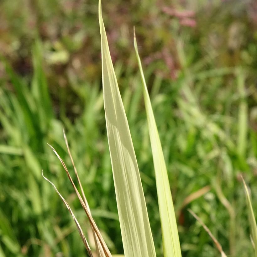 Phaenosperma globosa - Graminée (Foliage)