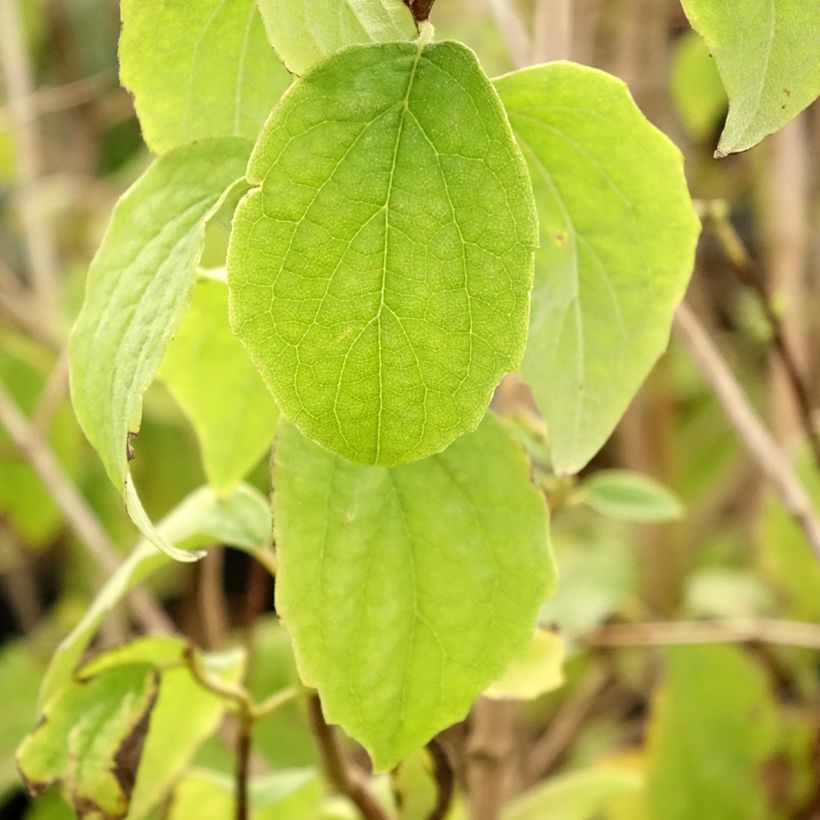 Philadelphus Bouquet Blanc - Seringat (Foliage)