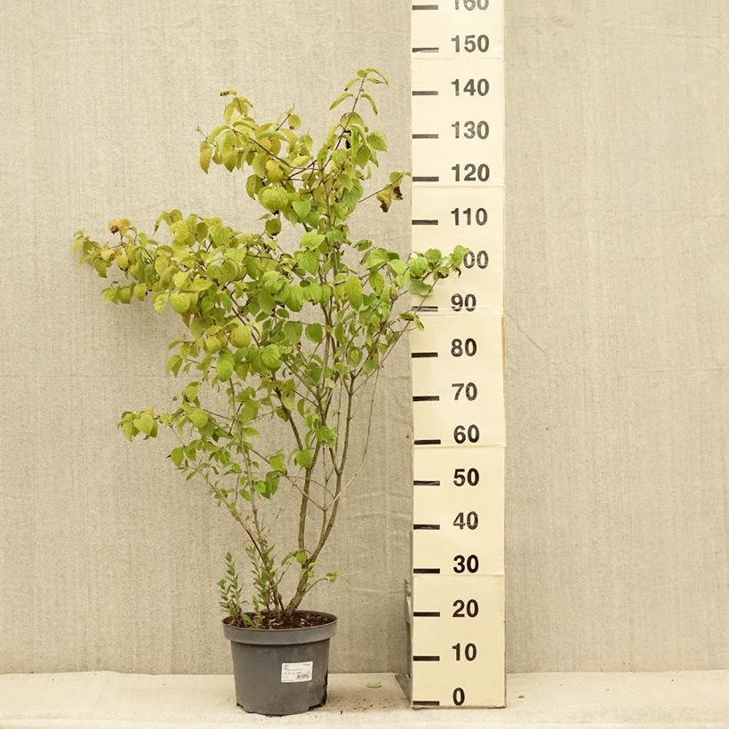 Example of Philadelphus Bouquet Blanc - Seringat Pot de 7,5L/10L as you get in ete