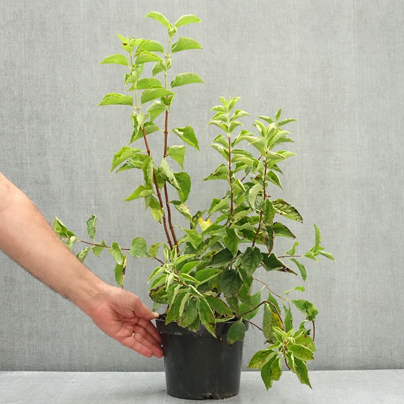 Example of Philadelphus coronarius Pot de 2L/3L as you get in ete