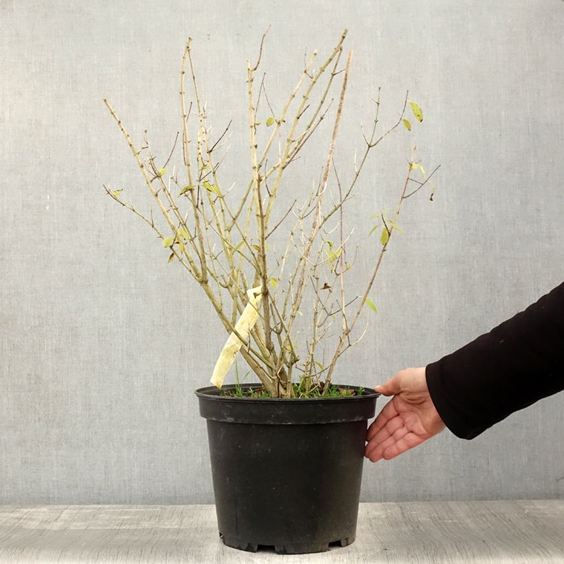 Example of Seringat des Jardins - Philadelphus Innocence Pot de 7,5L/10L as you get in automne