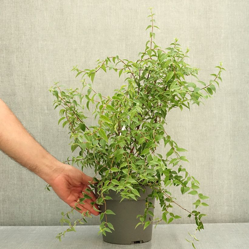Example of Philadelphus Petite Perfume White Pot de 3L/4L as you get in ete